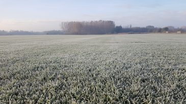 Őszi gyepápolási tanácsok